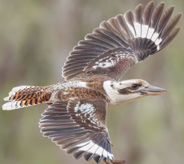 Kookaburra