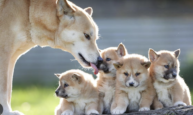 Dingoes