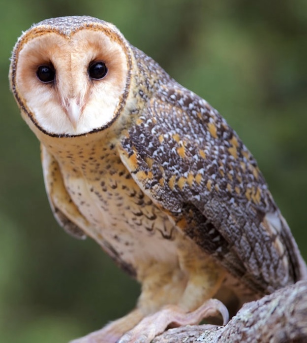 Wise Owl