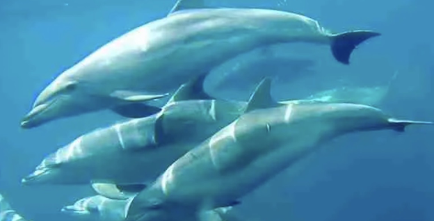 Dolphin Pod